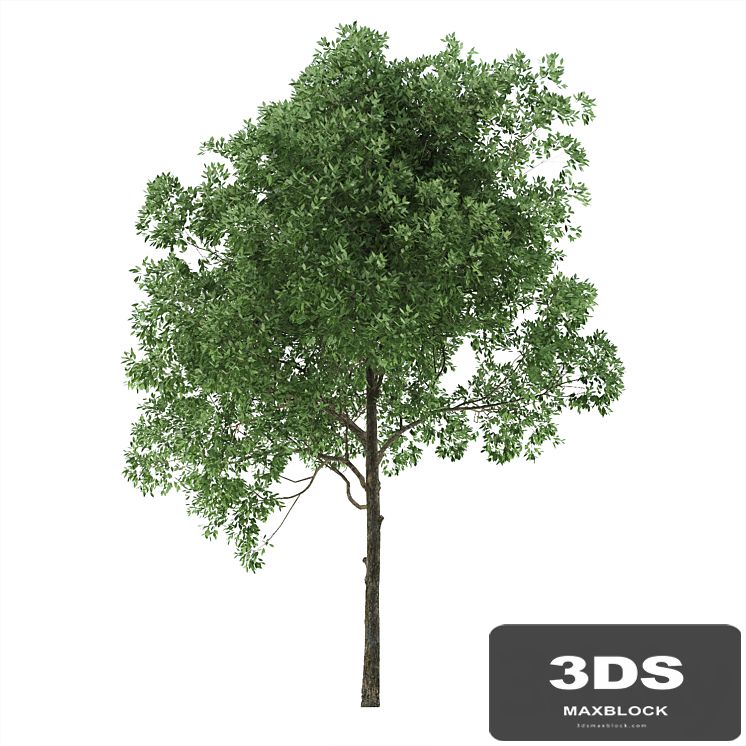 Alder