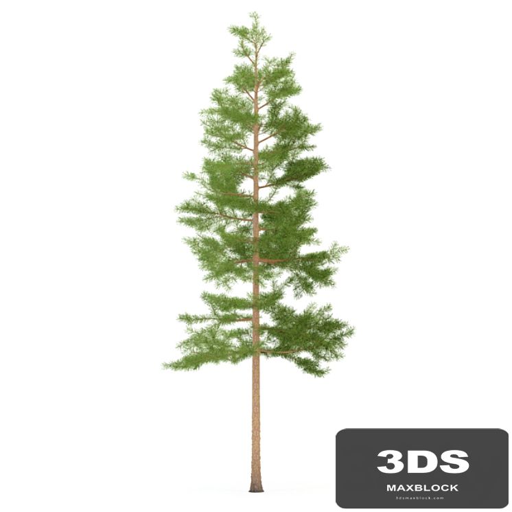 Pine