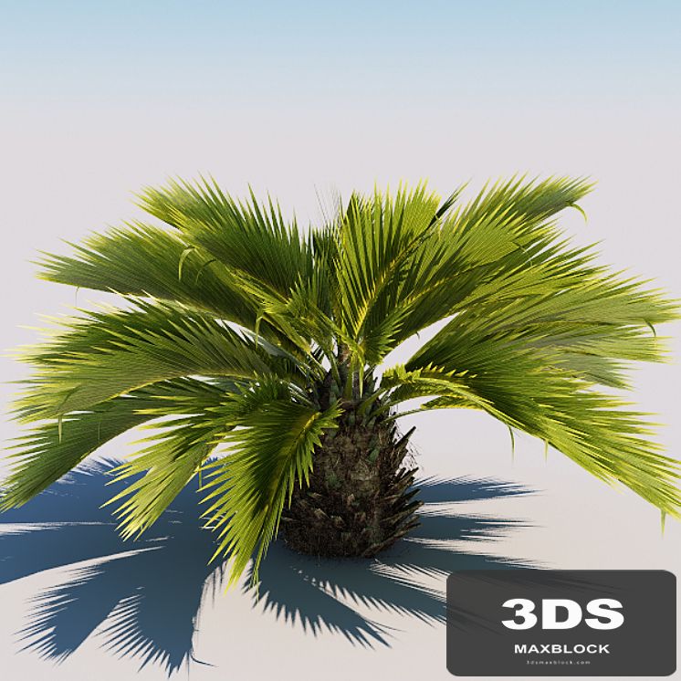 Palm