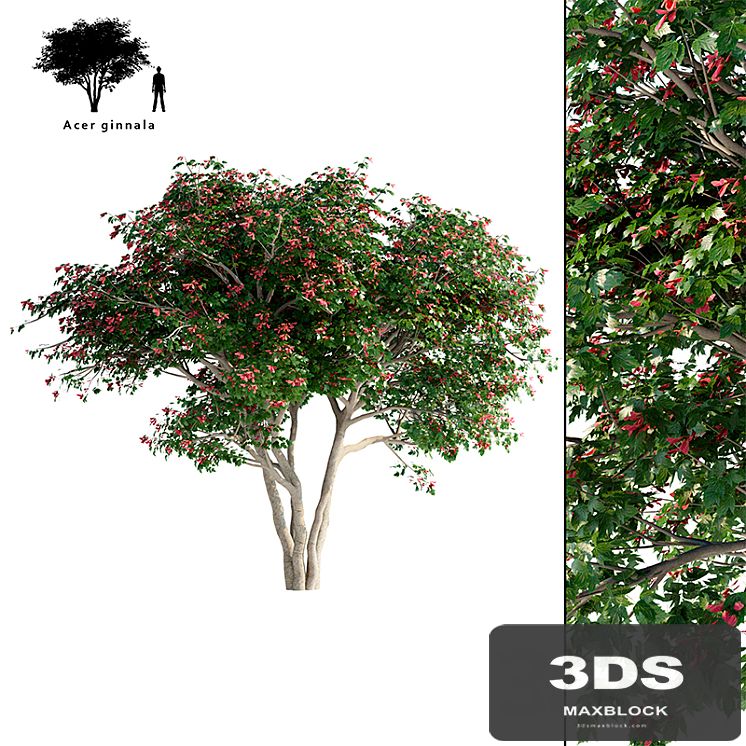 Maple Ginnala tapeworm | Acer tataricum ssp. ginnala