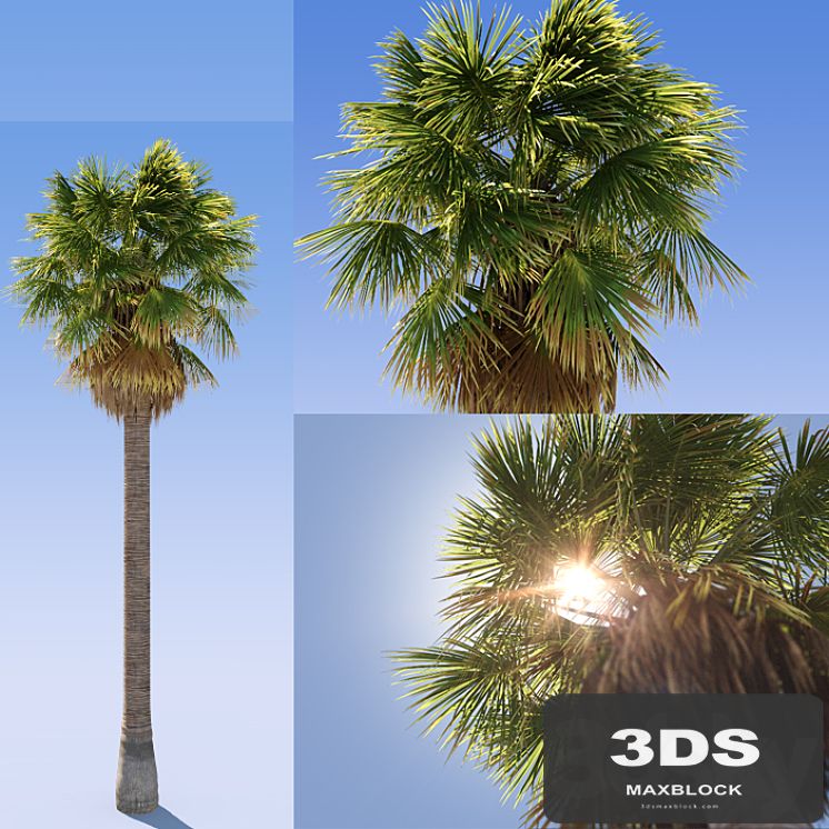 Palm Tree Phoenix