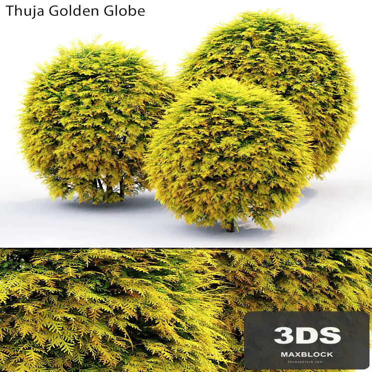Thuja Golden Globe
