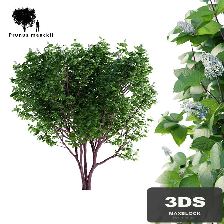 Bird cherry Maak | Prunus maackii