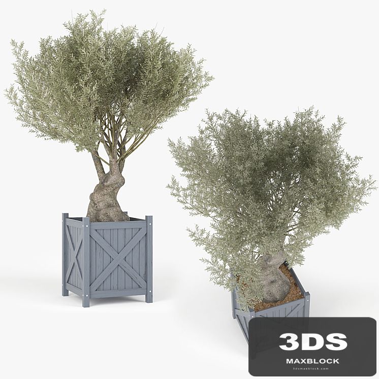 Olea europaea