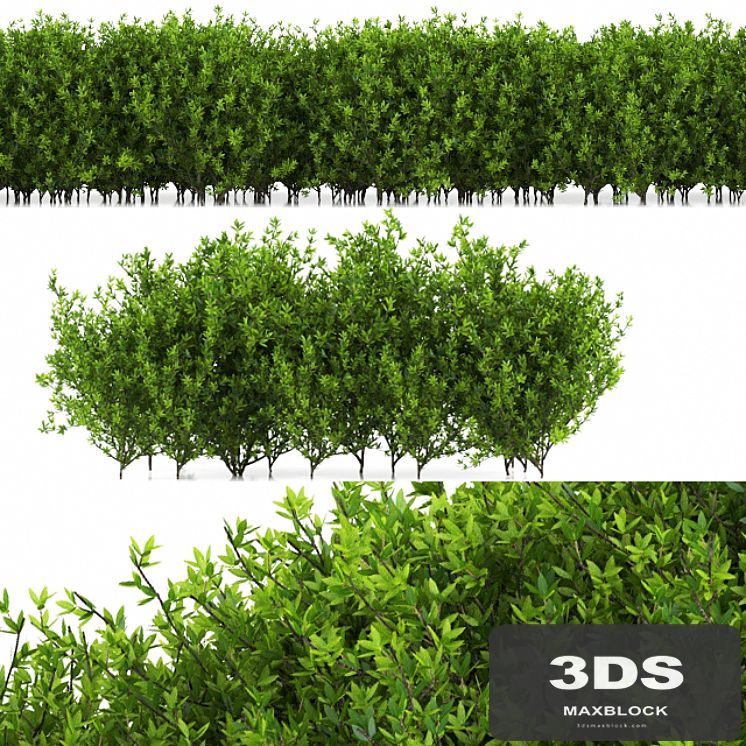 plant 35