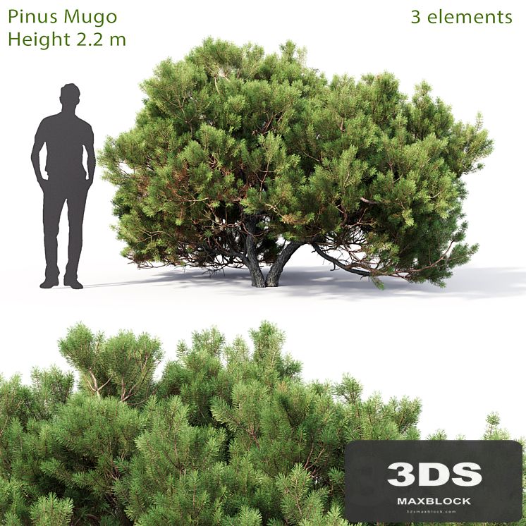 Pine