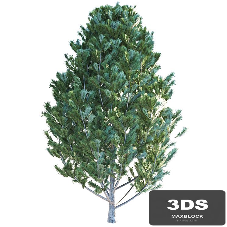 Cedar pine
