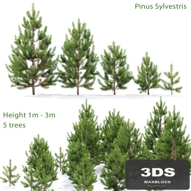 Pine
