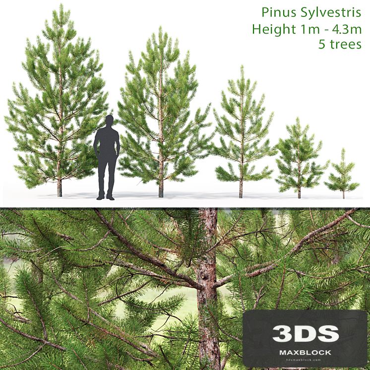Pinus sylvestris young # 2 (1-4.3m)