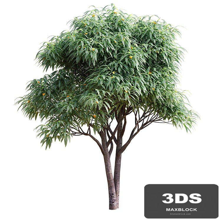 Deciduous tree with fruit - Medlar