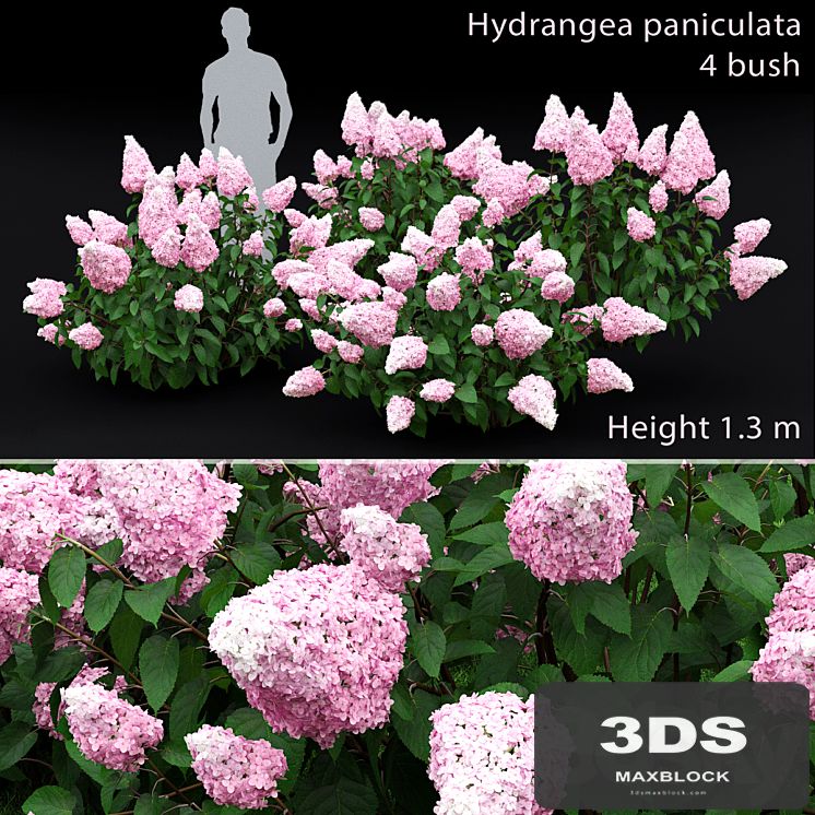 Hydrangea paniculata