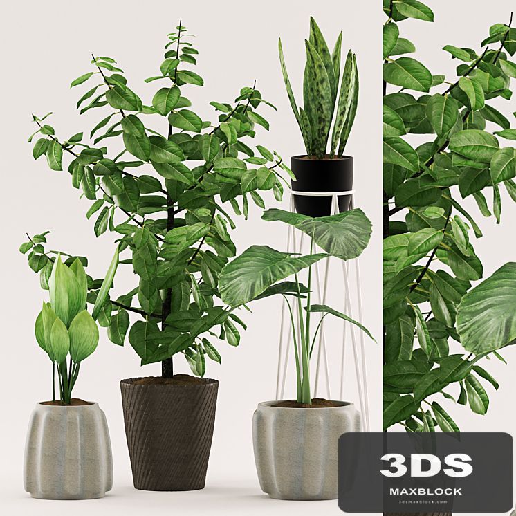 Plants 109