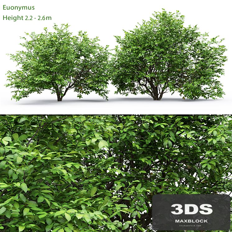 Euonymus