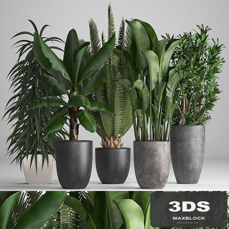 Plant collection 255. strelitzia, banana, ficus, black flowerpot, pot, exotic plants