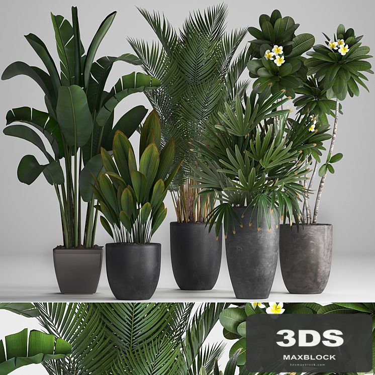 Plant Collection 256. strelitzia, banana, hovea, plumeria, black flowerpot, palm tree, indoor plants, exotic, office plants, flower, pot, Rhapis