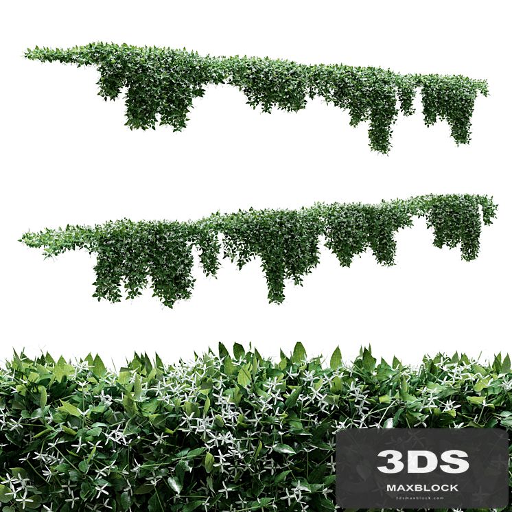 Creeper - Clematis Glycinoides - 8 Modular Pieces