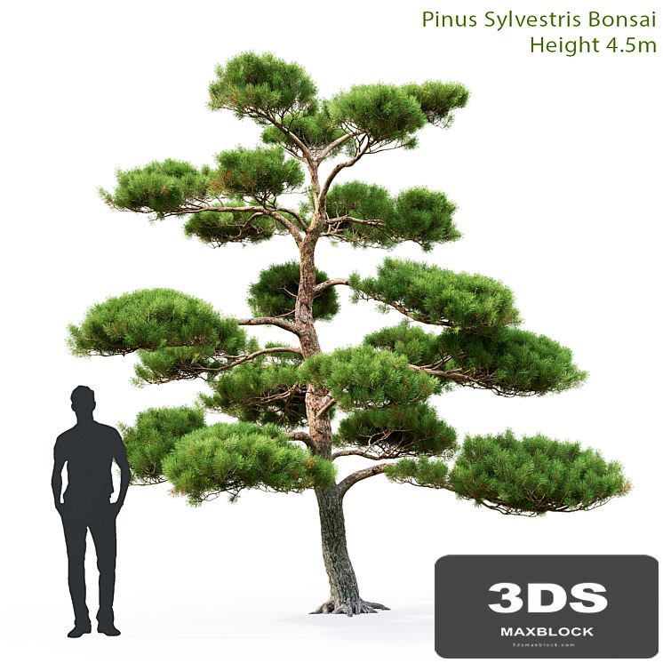 Bonsai