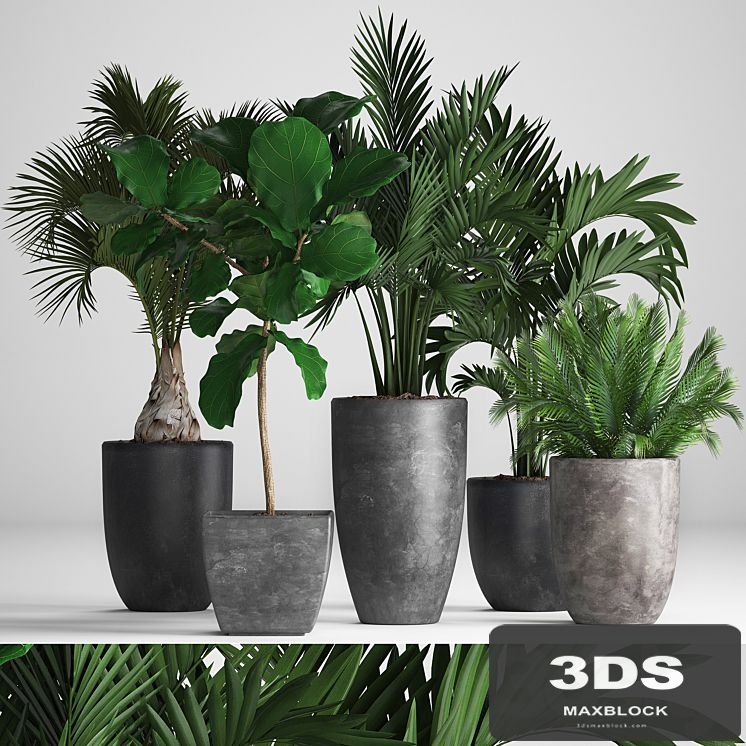 Plant collection 257. Ficus lyrata, palm trees, hovea, black flowerpot, set, interior, office plants, pot, bush, Howea forsteriana