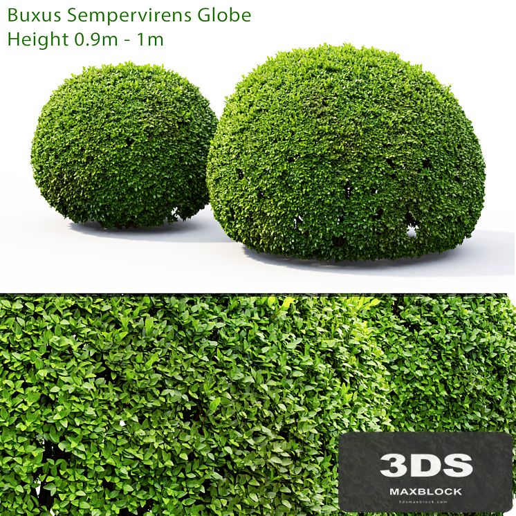 Buxus