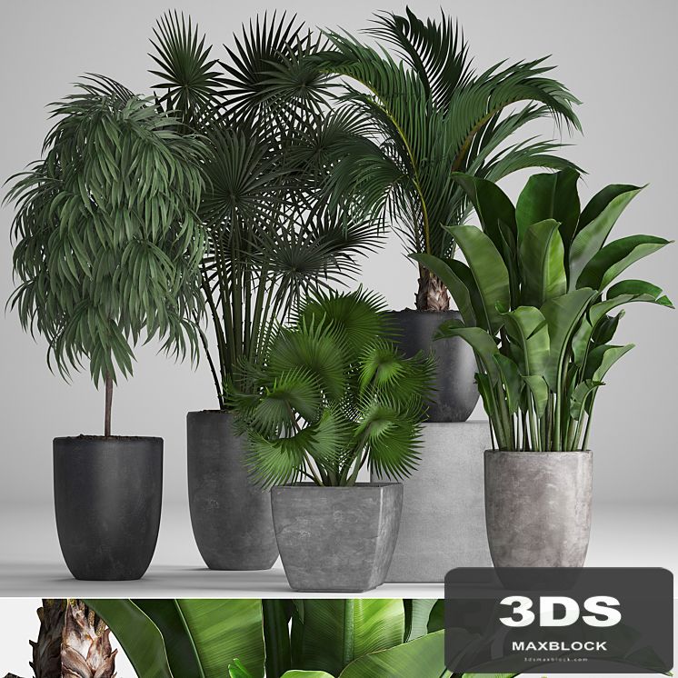 Plant collection 258. Banana, fan palm, Ficus, flowerpot, concrete pot, flowerpot, strelitzia, Ficus Alii