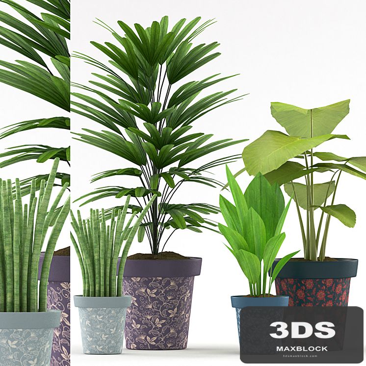 Plants 114