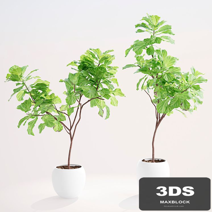 Ficus lyre 1