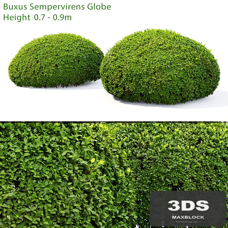 Buxus