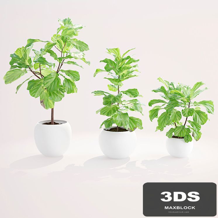Ficus lyre 2