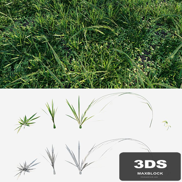 Meadow grass