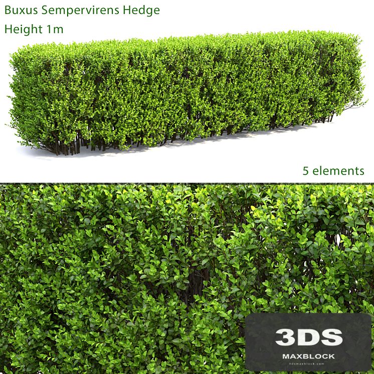 Buxus