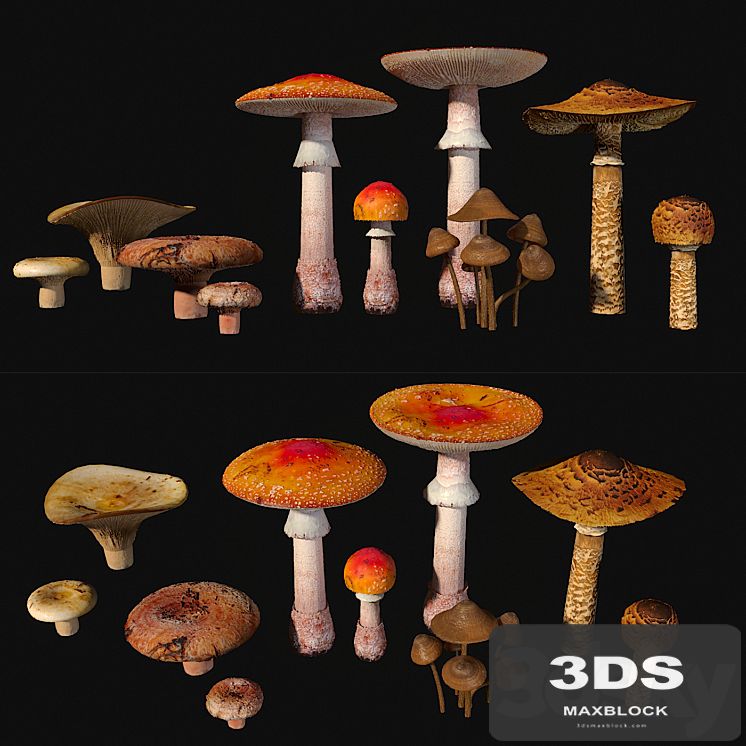 Mushrooms. Set1