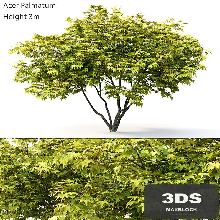 Acer Palmatum