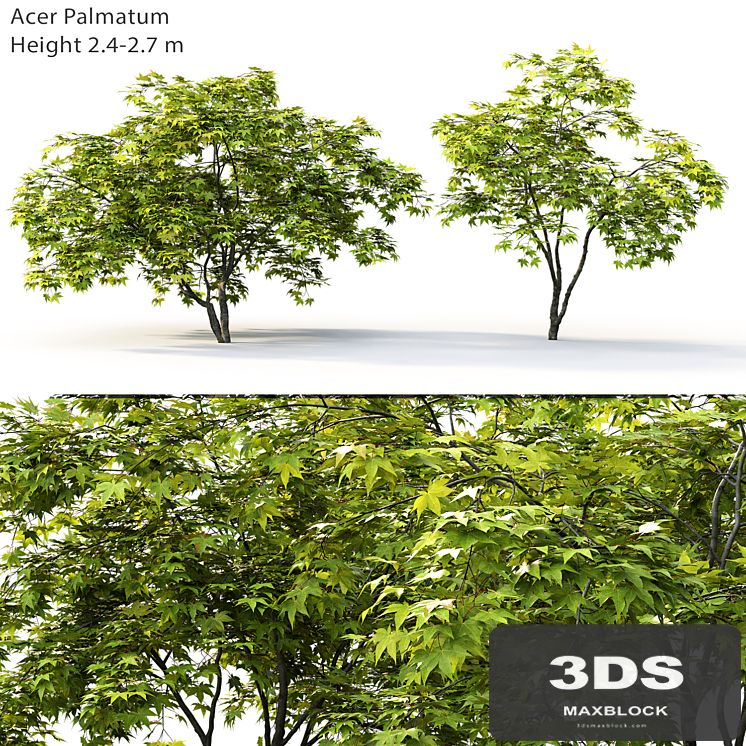 Acer