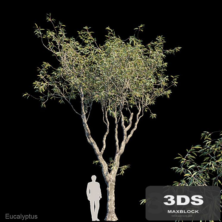 Eucalyptus trees