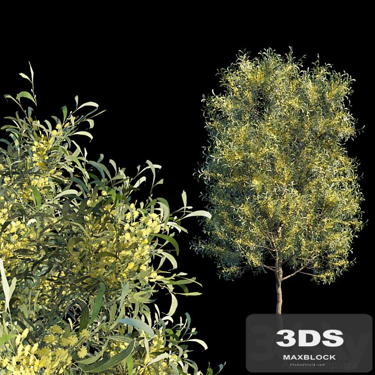 Acacia Implexa