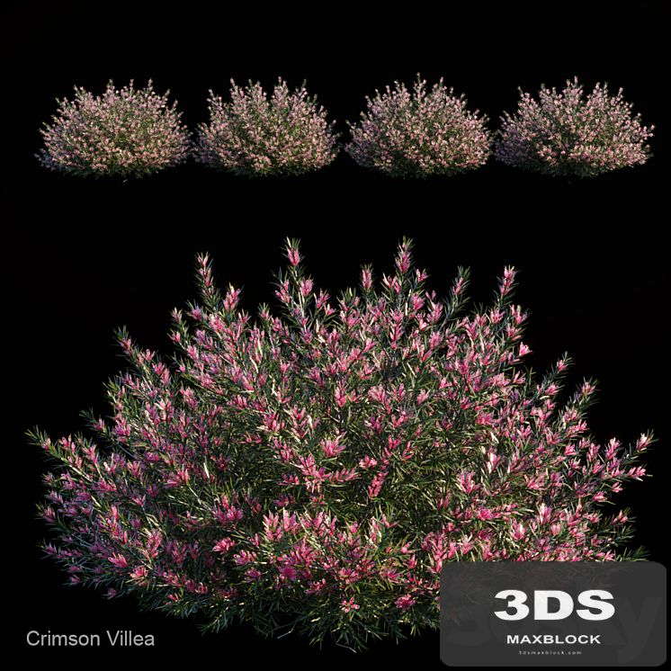 Crimson villea
