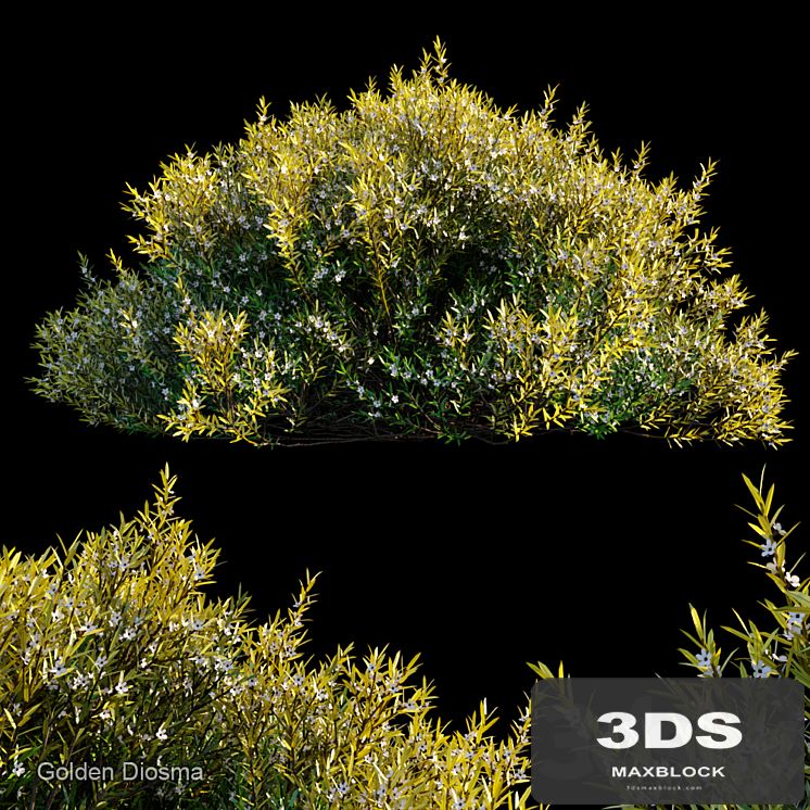 Golden diosma