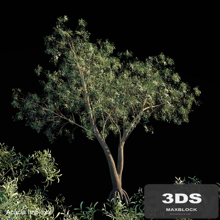 Acacia Implexa