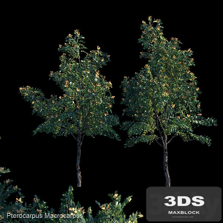 Pterocarpus Macrocarpus_1