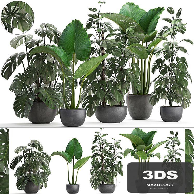 Plant collection 261. Monstera, Alocasia, flowerpot, black pot, loft, industrial style, bushes, tropical, exotic, interior, office flowers, thickets