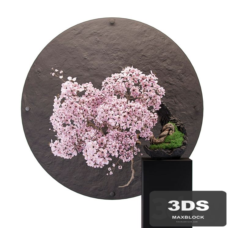 Bonsai sakura