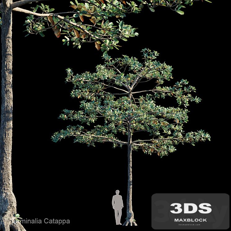 Terminalia catappa
