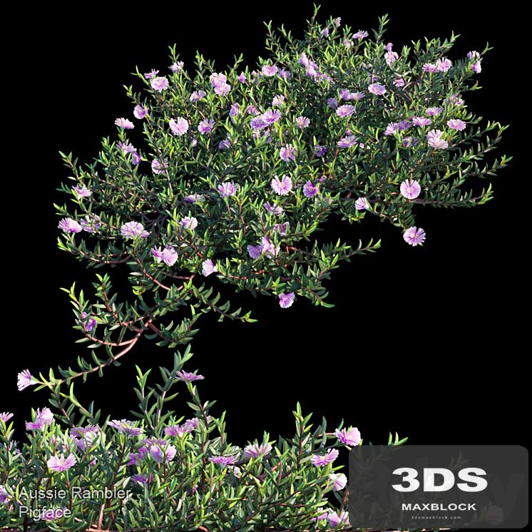 Aussie Rambler groundcover