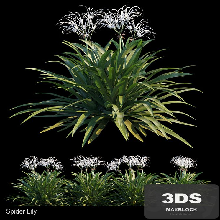 Spider lily