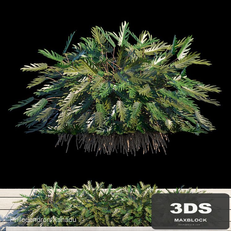 Philodendron Xanadu exterior kit