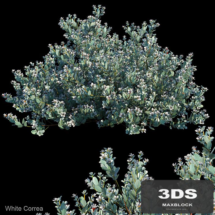 White correa