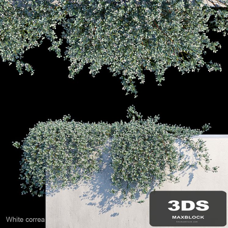 White correa creeper