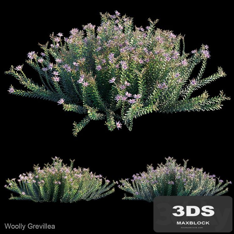 Woolly grevillea