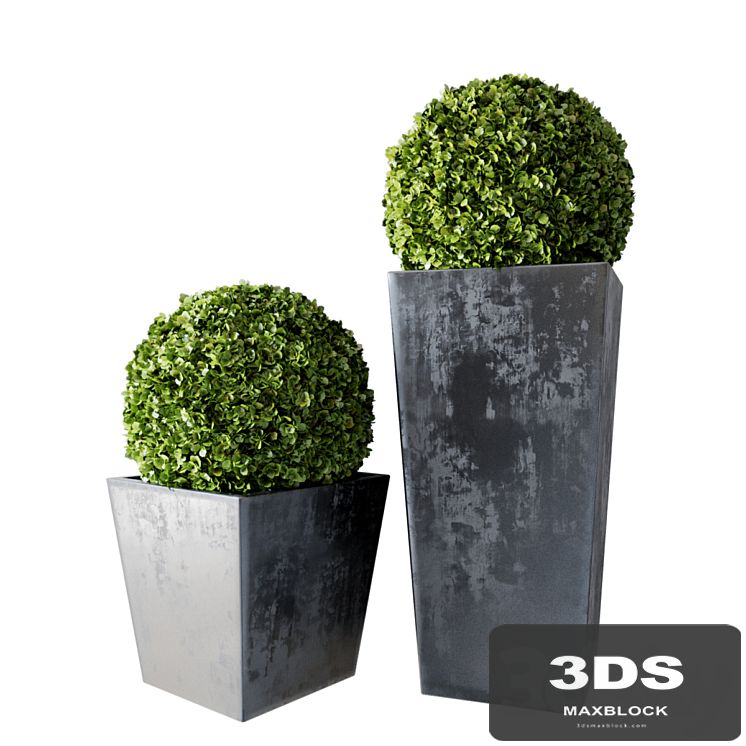 Boxwood Set 01