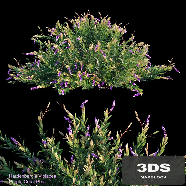 Purple coral pea